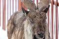 Mountain goat portrait in the zoo on snow Royalty Free Stock Photo