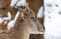 Mountain goat portrait in the zoo on snow Royalty Free Stock Photo