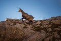 Mountain goat posing at the sunset in the Julian Alps Royalty Free Stock Photo