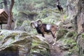 Mountain goat posing