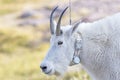 Mountain Goat with a Radio tracking Collar Royalty Free Stock Photo