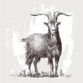 Mountain goat, ram, ibex, stag, aries head portrait. Vector illustration Royalty Free Stock Photo