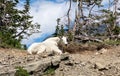 mountain goat resting Alberta Canada