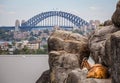 Mountain Goat resting on rocks with Sydney Harbour Bridge in the background.