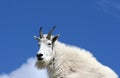 Mountain Goat resting on top of Harney Peak overlooking the Black Hills of South Dakota USA Royalty Free Stock Photo