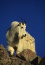 Mountain Goat on Rock