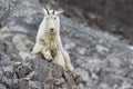 Mountain goat on rock ledge