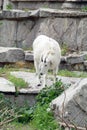 Mountain goat among the rocks and cliffs