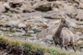 Mountain goat rocky mountain colorado wildlife