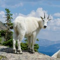 A mountain goat in the Rocky Mountains, Breckenridge, CO, USA Royalty Free Stock Photo