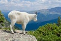 A mountain goat in the Rocky Mountains, Breckenridge, CO, USA Royalty Free Stock Photo