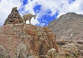 Mountain Goat, Rocky Mountains Royalty Free Stock Photo