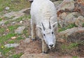 Mountain Goat, Rocky Mountains Royalty Free Stock Photo