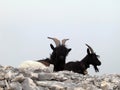 Mountain Goat on rocky terrain Royalty Free Stock Photo