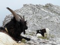 Mountain Goat on rocky terrain Royalty Free Stock Photo