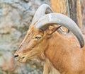 Mountain goat Royalty Free Stock Photo