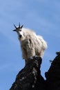 Mountain Goat shining in the sun on Custer State Park's Harney Peak in the Black Hills of South Dakota Royalty Free Stock Photo