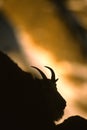 Mountain Goat Silhouette Royalty Free Stock Photo