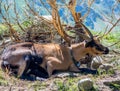 Mountain goat sitting near a bush. Alpine mountains goat