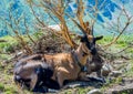 Mountain goat sitting near a bush. Alpine mountains goat