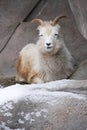 Mountain Goat in Snow Royalty Free Stock Photo