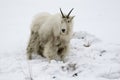 MOUNTAIN GOAT IN SNOW, DIRTY STOCK IMAGE Royalty Free Stock Photo