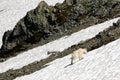 Mountain Goat in a Snow Field Royalty Free Stock Photo