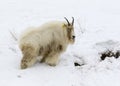 Mountain goat on snow hill with dirty face and body from eating Royalty Free Stock Photo