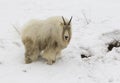 Mountain goat on snow hill with dirty face and body from eating Royalty Free Stock Photo