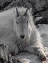 Mountain Goat in the snow