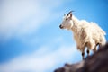 mountain goat standing on cliff edge against blue sky Royalty Free Stock Photo