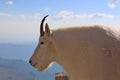 Mountain Goat on Mt Evens Colorado