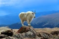 Mountain Goat standing on a rock in Colorado