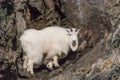 Mountain Goat