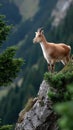 A Mountain goat is standing on a rocky top Royalty Free Stock Photo