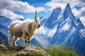 Mountain Goat Standing on Top of a Hill Royalty Free Stock Photo