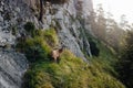 a mountain goat stands on a rock and looks into the camera Royalty Free Stock Photo