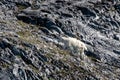 mountain goat in a steep rock wall in Alaska Royalty Free Stock Photo