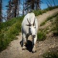 Mountain Goat Strolls Down hiking Trail