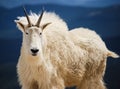 Mountain goat in Colorado`s Rocky Mountains, United States.