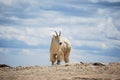 Mountain goat in Colorado`s Rocky Mountains, United States.