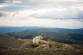 Mountain goat on top of the hill with beautiful view Royalty Free Stock Photo