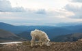 Mountain goat on top of the hill with beautiful view Royalty Free Stock Photo