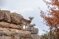 A mountain goat in Torcal de Antequera, Spain