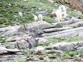 Mountain Goat And Lambs