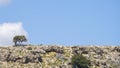 Mountain and goat under a tree against a cloud and blue sky