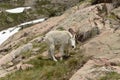 White mountain Goat in Colorado Rockies Royalty Free Stock Photo