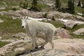 Mountain goat in Colorado Rockies Royalty Free Stock Photo