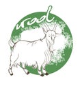 Mountain goat wool