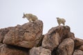 Mountain goat (Oreamnos americanus) on the rocks in the Colorado Rockies Royalty Free Stock Photo